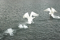mute swan, mute swans-3